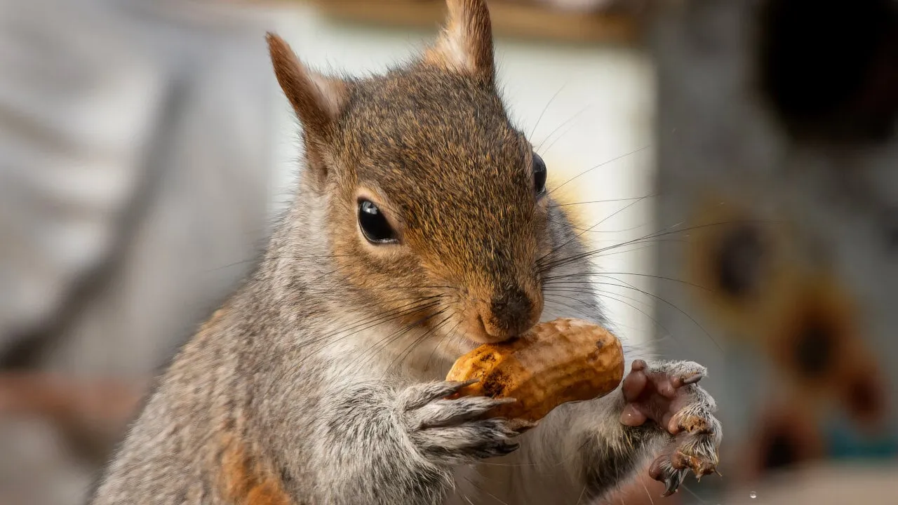 PNUT is a meme coin based on social media sensation Peanut the Squirrel. Image: Shutterstock