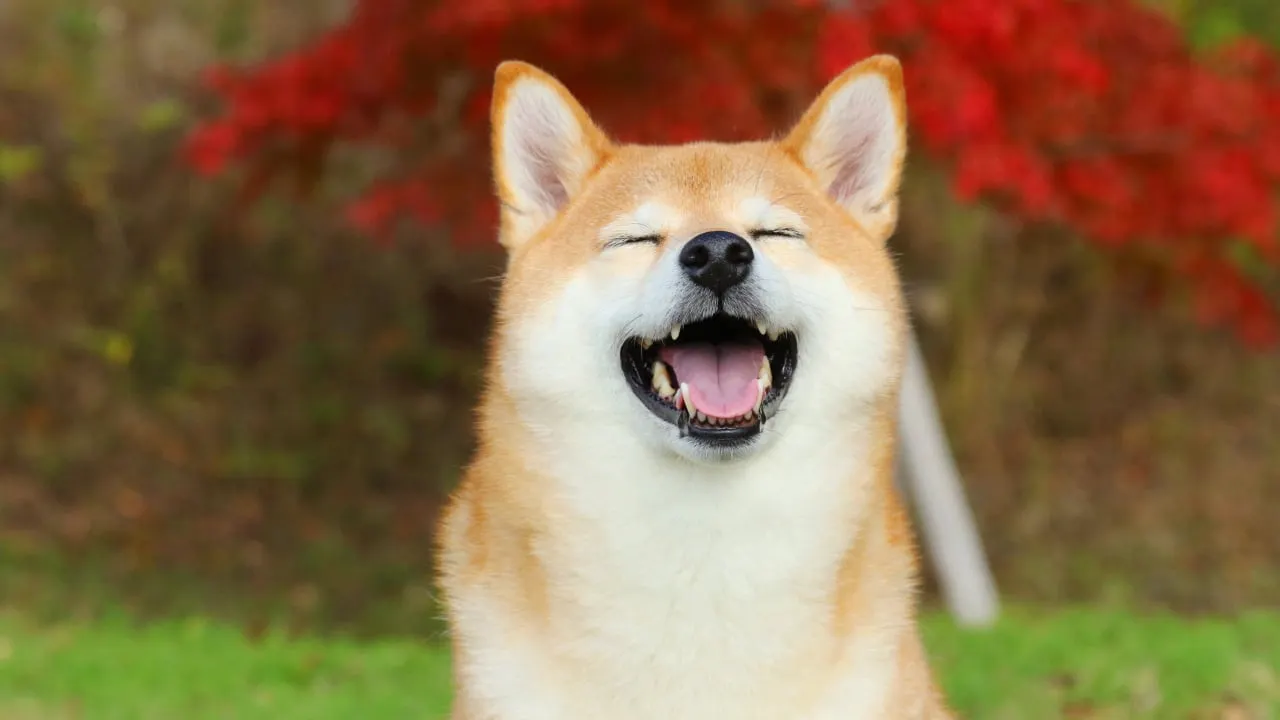 Dogecoin is soaring. Image: Shutterstock