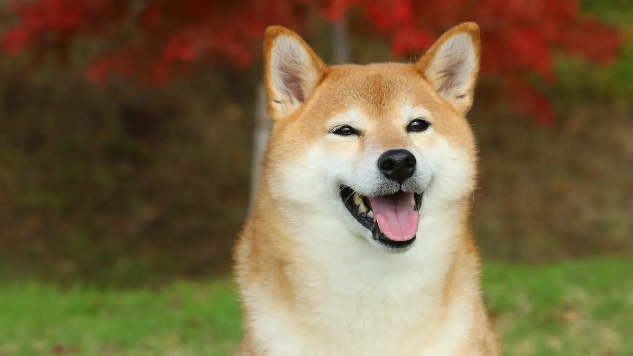 The Shiba Inu dog has now inspired many meme coins. Image: Shutterstock